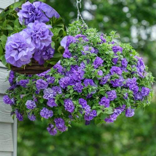Petunia atkinsiana 'Tumbelina® Sophia' - Petuunia 'Tumbelina® Sophia' P9/0,55L